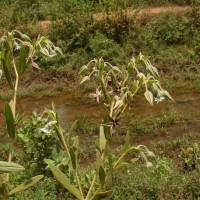 Trichodesma zeylanicum (Burm.f.) R.Br.